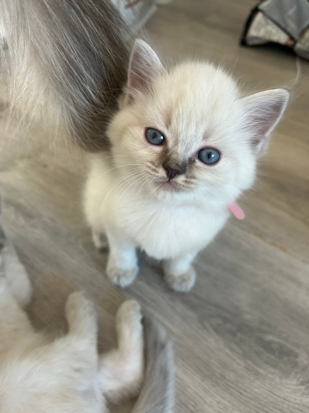 Nog 1 prachtige Ragdoll kitten te koop!Mag over 1 week weg!, Poes, Ontwormd