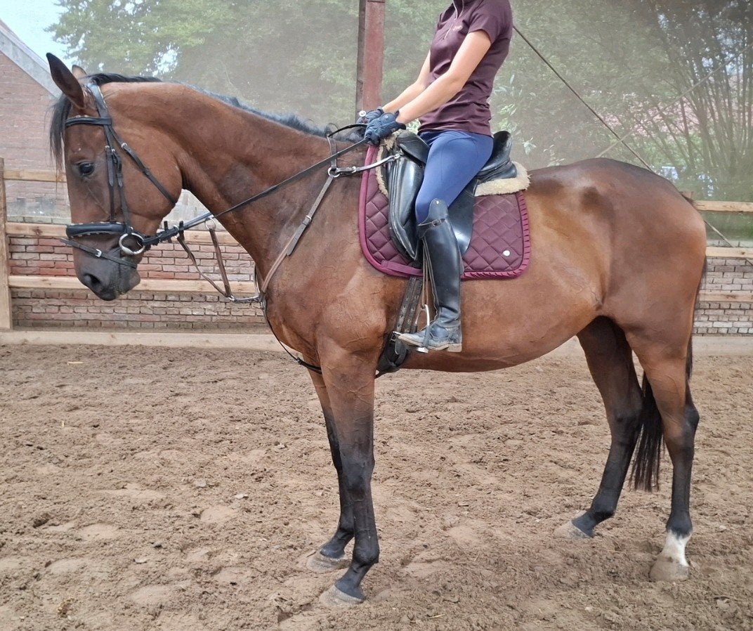 Top en topbrave 4,5 jr recreatie-manege ruin 1,72, Ruin, Recreatiepaard, Met stamboom, B