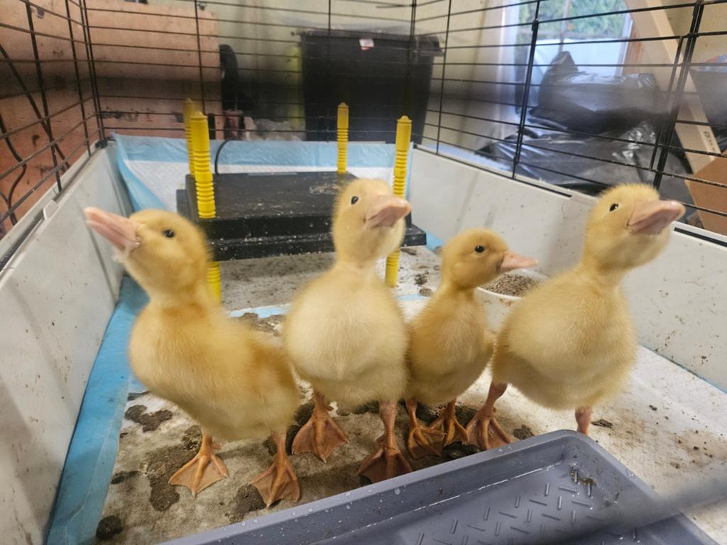 Pekingeend pulletjes, Geslacht onbekend, Eend