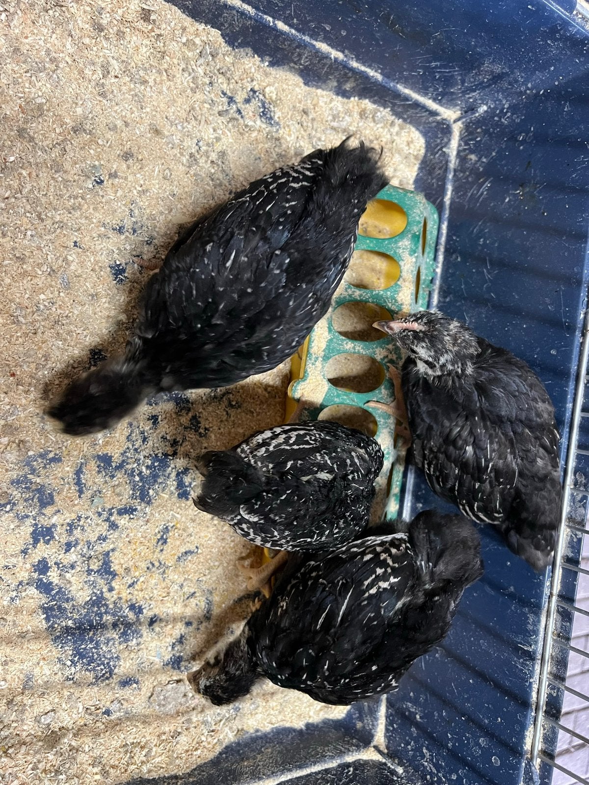 Te koop barnevelder kriel kippen, Meerdere dieren, Kip