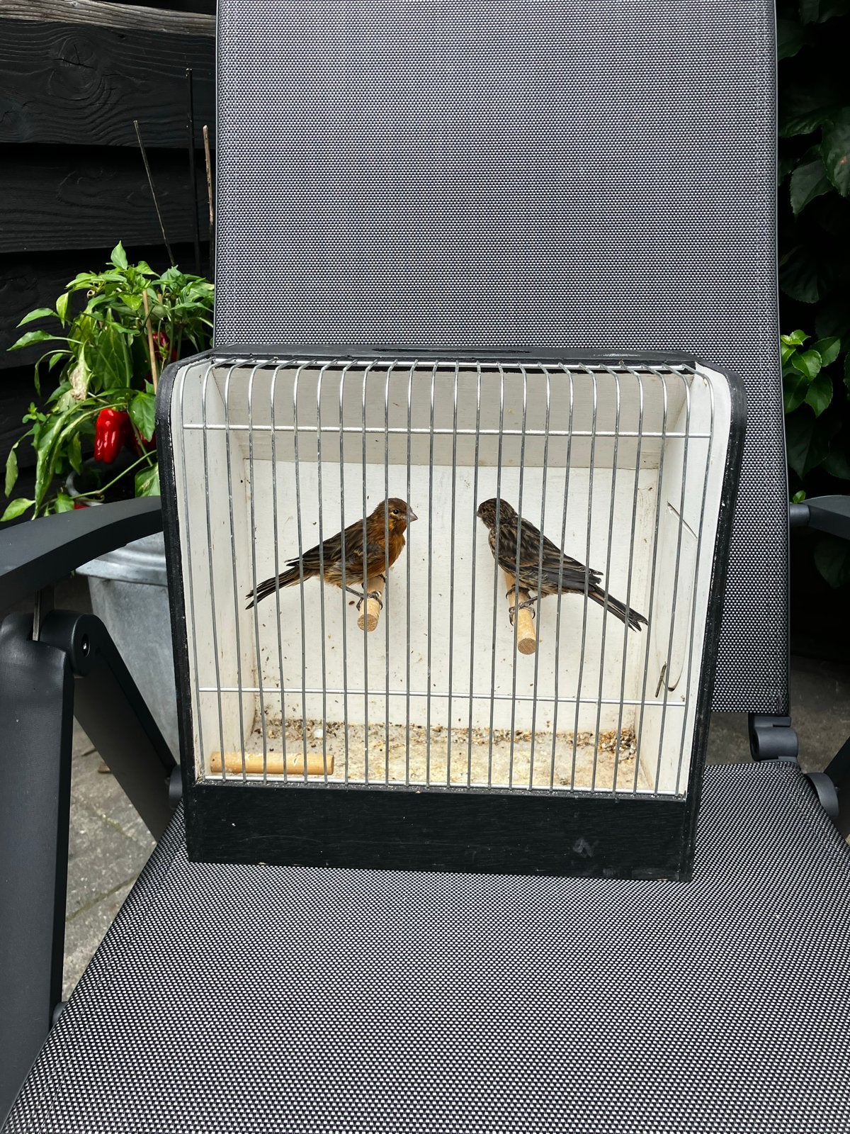 Kabalt mozaïek kanaries, Dieren en Toebehoren, Vogels | Kanaries, Meerdere dieren, Kleurkanarie