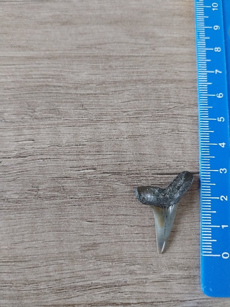 Te koop fossiele haaientand 3 centimeter groot, Verzamelen, Ophalen of Verzenden, Fossiel