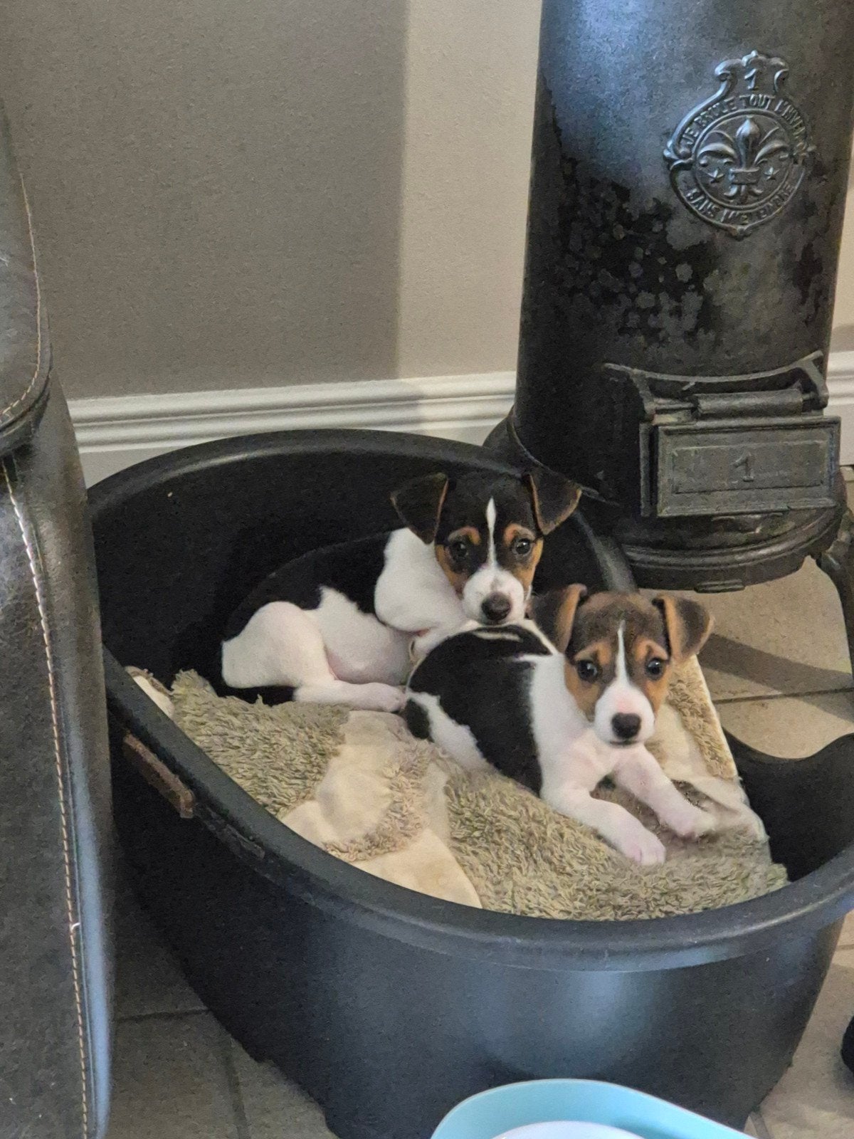 Bijzonder mooi getekende Jack Russel pups!!, Jack Russell Terriër, 8 tot 15 weken, Meerdere, Meerdere dieren