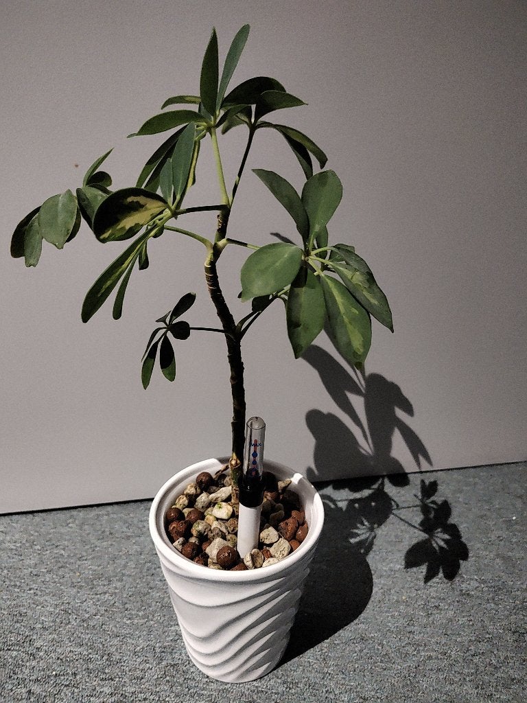 Schefflera op hydrocultuur – incl. sierpot en watermeter, Overige soorten, In pot, Minder dan 100 cm, Groene kamerplant