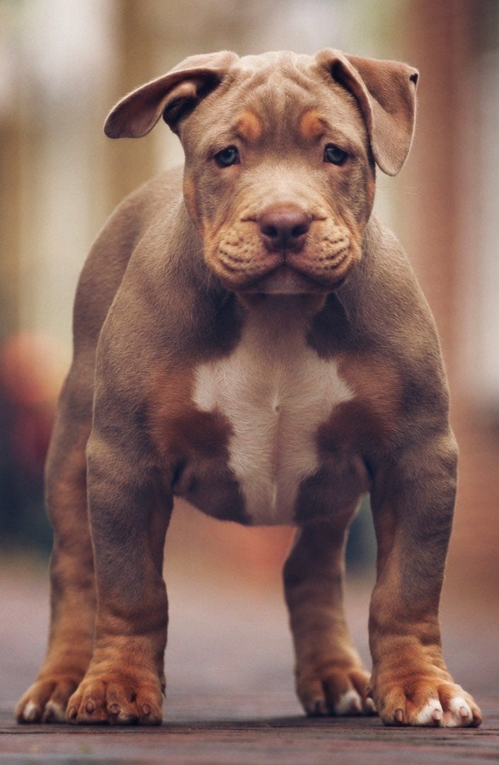 American Bully Teefje mag het nest verlaten *ABKC, 8 tot 15 weken, Teef, Bulldog, Eén hond