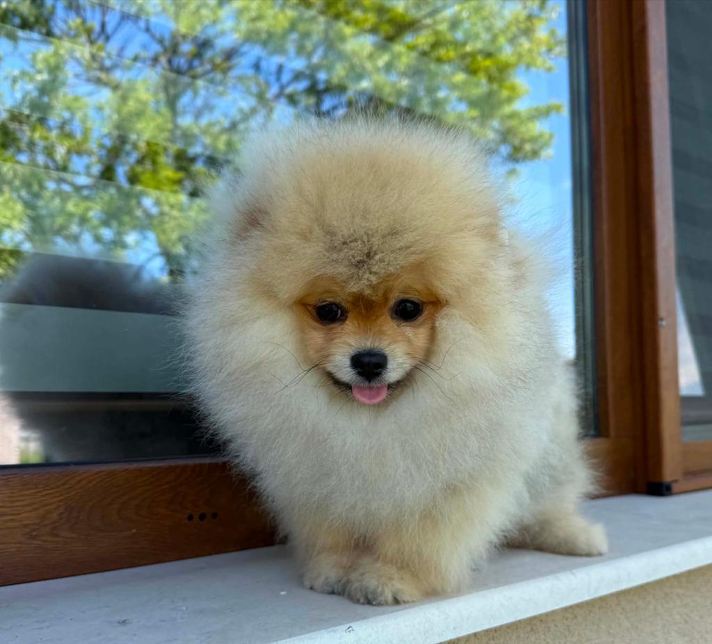 Pomeranian, Dieren en Toebehoren, Keeshond, 15 weken tot 1 jaar, Reu, Buitenland