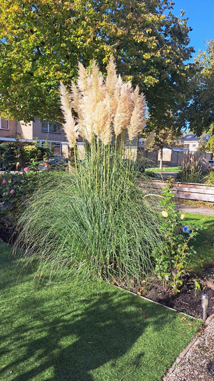 mooie pampasgras

gaat om de hele plant
zelf uitgraven, Tuin en Terras, Ophalen, Bloeit niet, Volle zon, Overige soorten