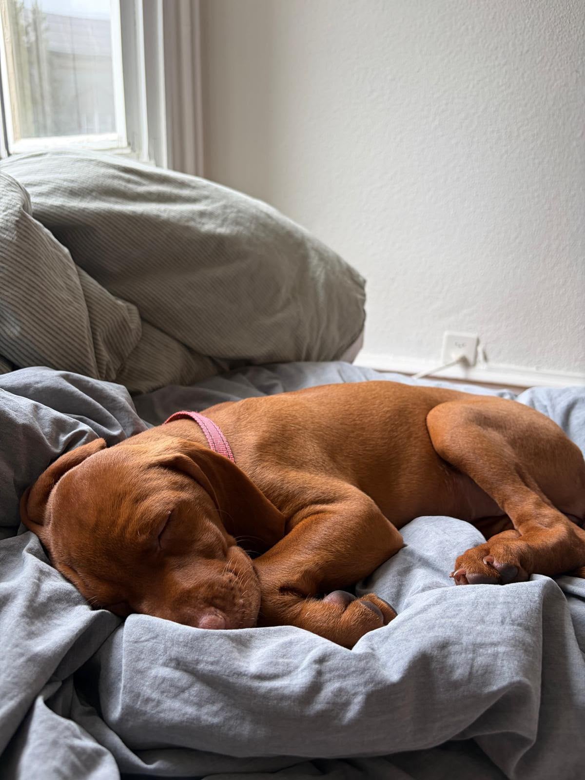Magyar Vizsla teefje Ina zoekt haar thuis, Fokker | Hobbymatig, Overige rassen, 8 tot 15 weken, Buitenland