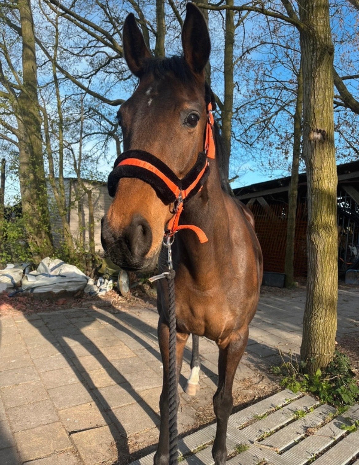 Oranje halster maat cob ., Ophalen of Verzenden, Nieuw