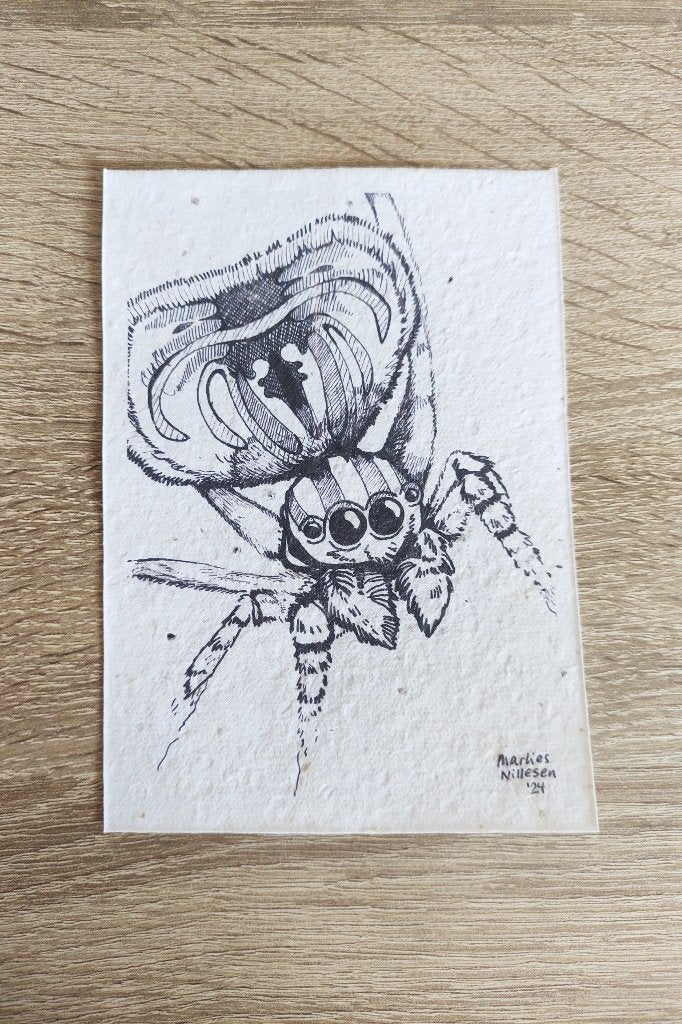 Kunstprent / ansichtkaart tekening spin op zaadjespapier, Ophalen of Verzenden, Print, Pentekening, Gesigneerd