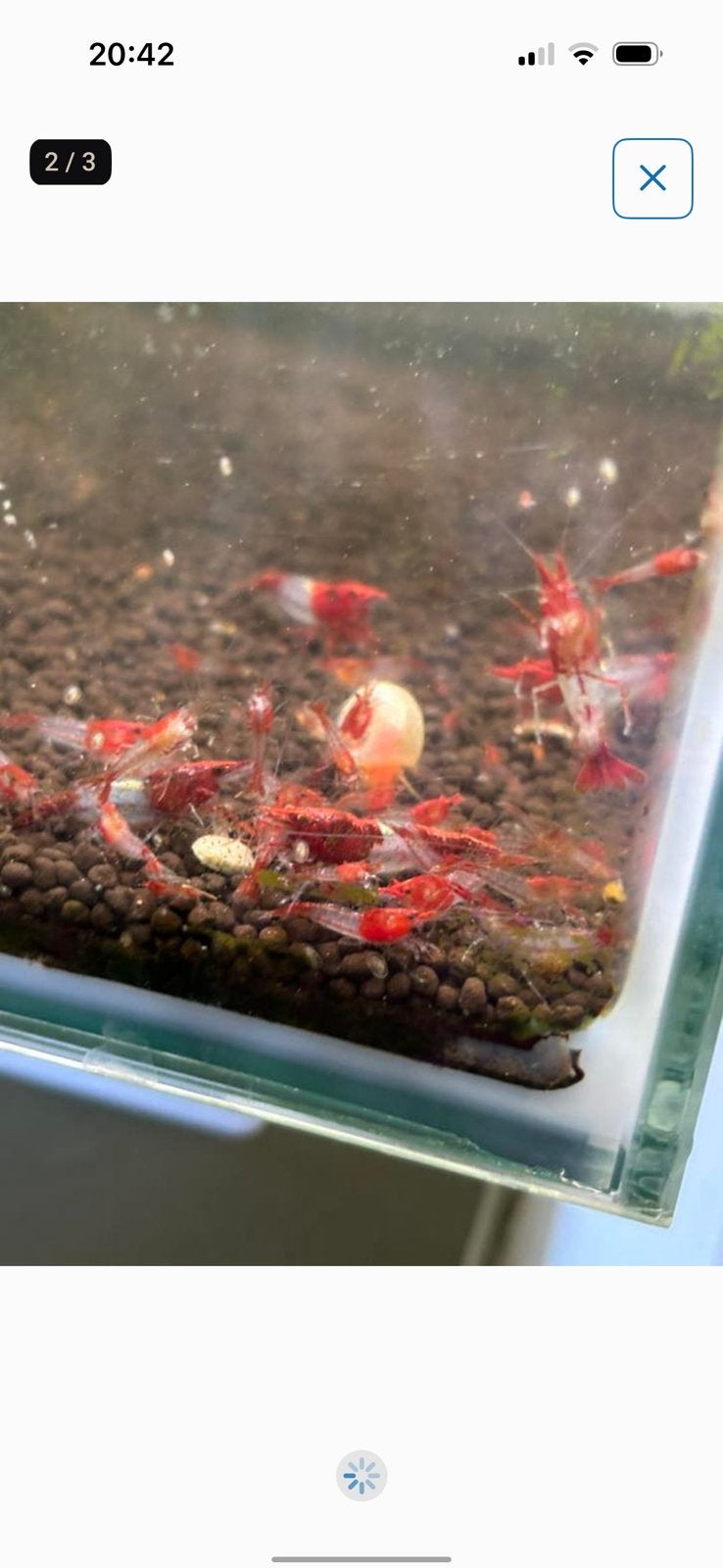Rode rilis neocaridina garnalen uitgeselecteerd, Dieren en Toebehoren, Vissen | Aquariumvissen, Kreeft, Krab of Garnaal