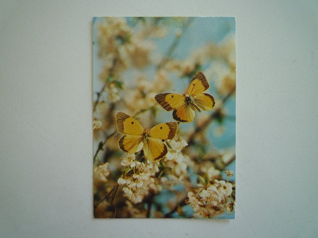 Vlinders, Verzenden, Voor 1920, Overige soorten