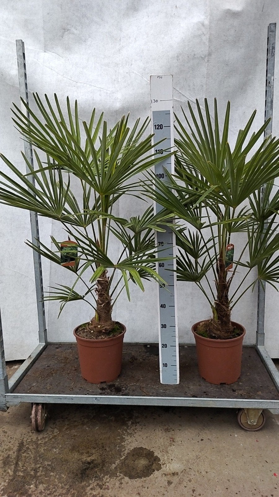 Winterharde palm / Trachycarpus fortunei 1,40 m hoog, 100 tot 250 cm, Zomer, Palmboom, Ophalen