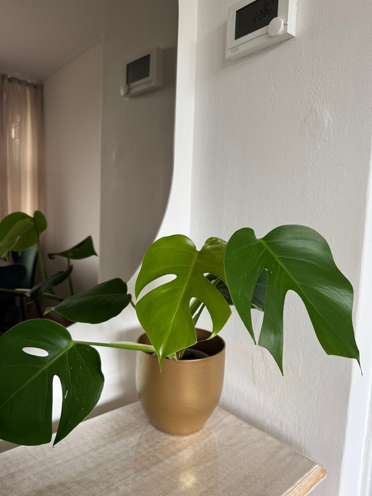 Monstera met een klein beetje variegation, Ophalen, Halfschaduw, Minder dan 100 cm