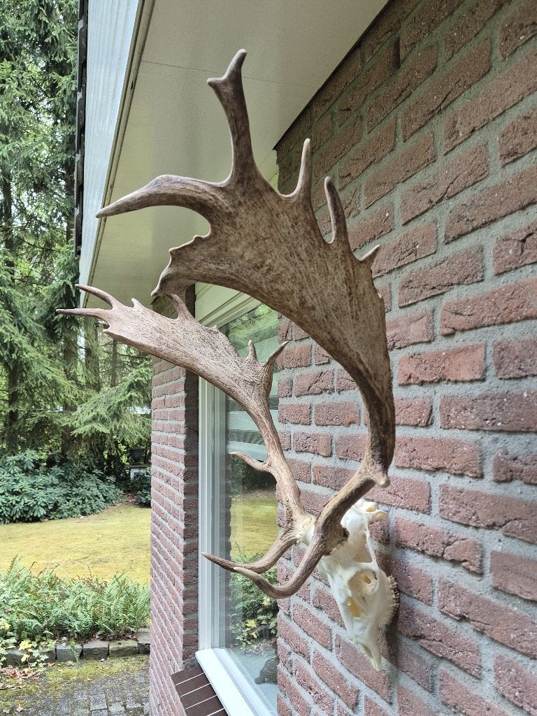 Mooi Groot Damhert Gewei Jacht Trofee Mancave Jacht Hut g82, Ophalen, Zo goed als nieuw, Hert, Gewei of Kop