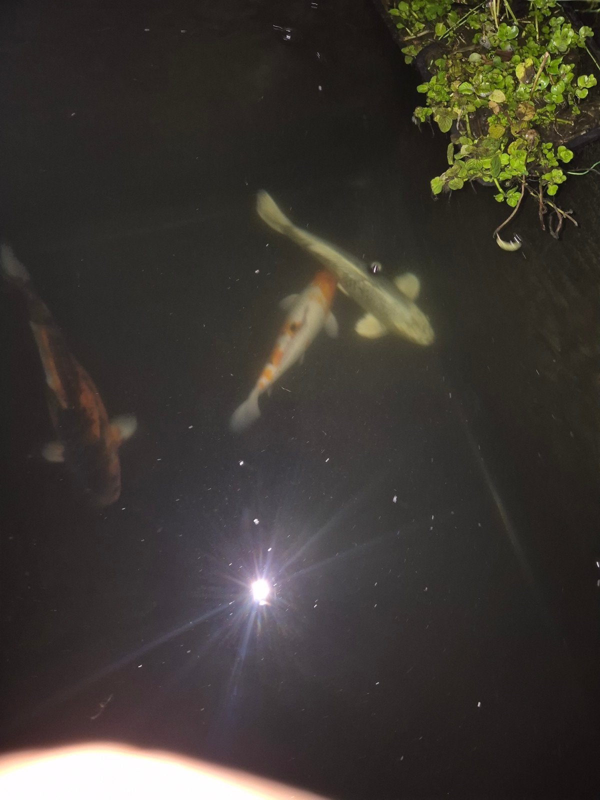 4 koi's, Dieren en Toebehoren