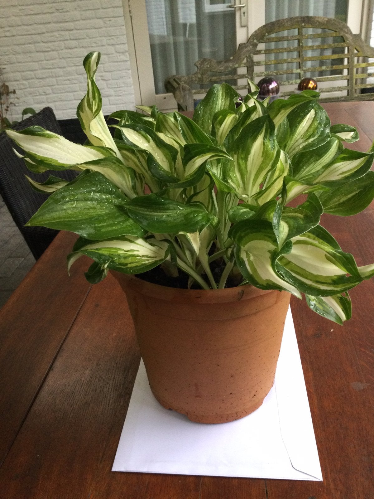 Mooie grote pot bonte hosta, Ophalen of Verzenden