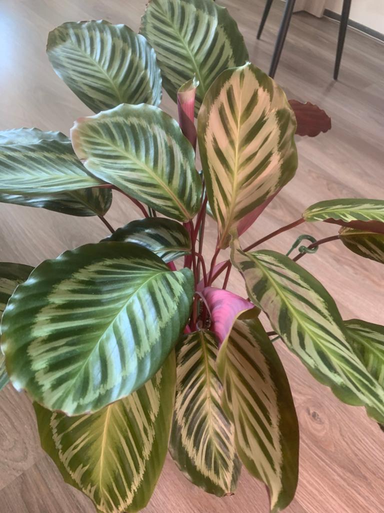 Calathea Kamerplant, Huis en Inrichting, Kamerplanten, Ophalen, Halfschaduw, Minder dan 100 cm