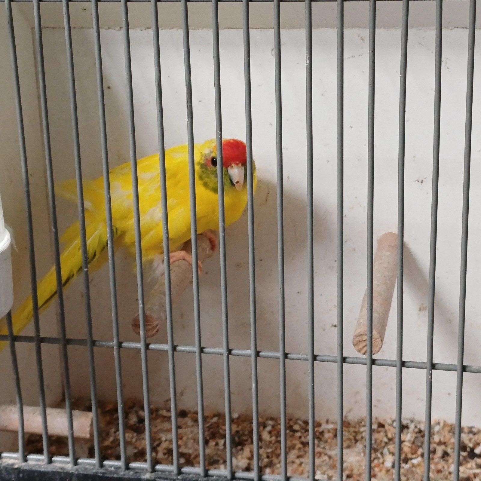 Gele kakarikie pop, broedrijp, Dieren en Toebehoren, Vogels | Parkieten en Papegaaien, Vrouwelijk, Parkiet