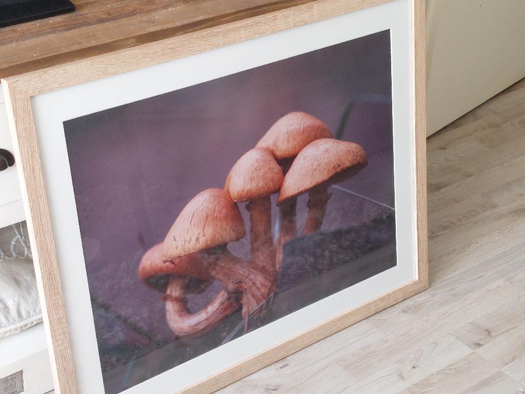 Paddenstoelen schilderij, Ophalen
