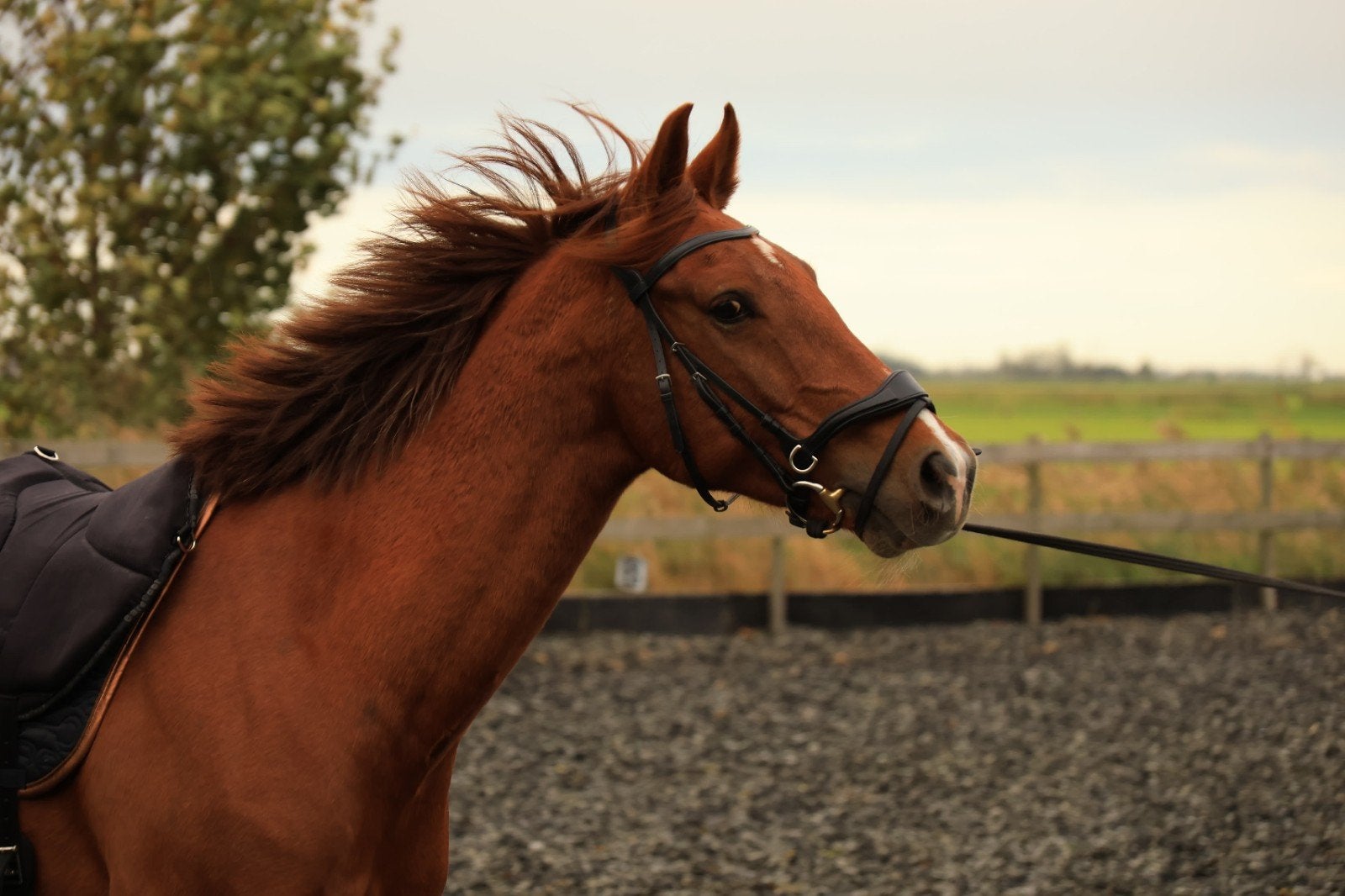 Trust falsterbo hoofdstel full, Trust, Ophalen of Verzenden, Anatomisch gevormd, Bit