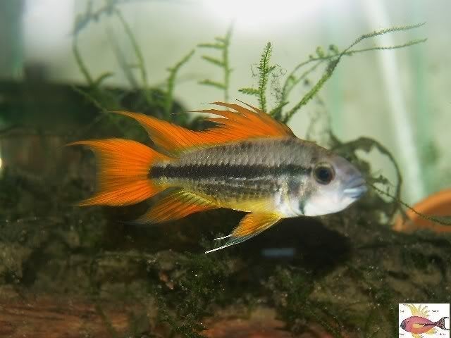 Apistogramma cacatuoides Double orange - Koidream Valburg, Vis, Zoetwatervis