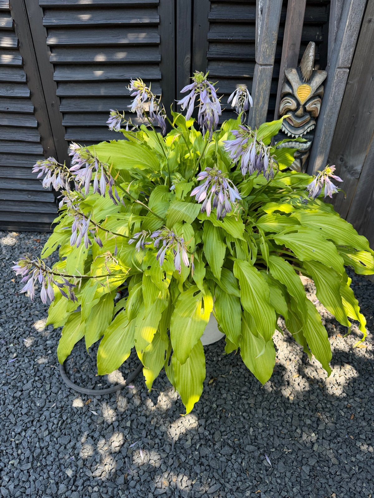 3 Hosta kuipplanten - Ideaal voor schaduwrijke plekken, Vaste plant, Halfschaduw, Zomer, Ophalen