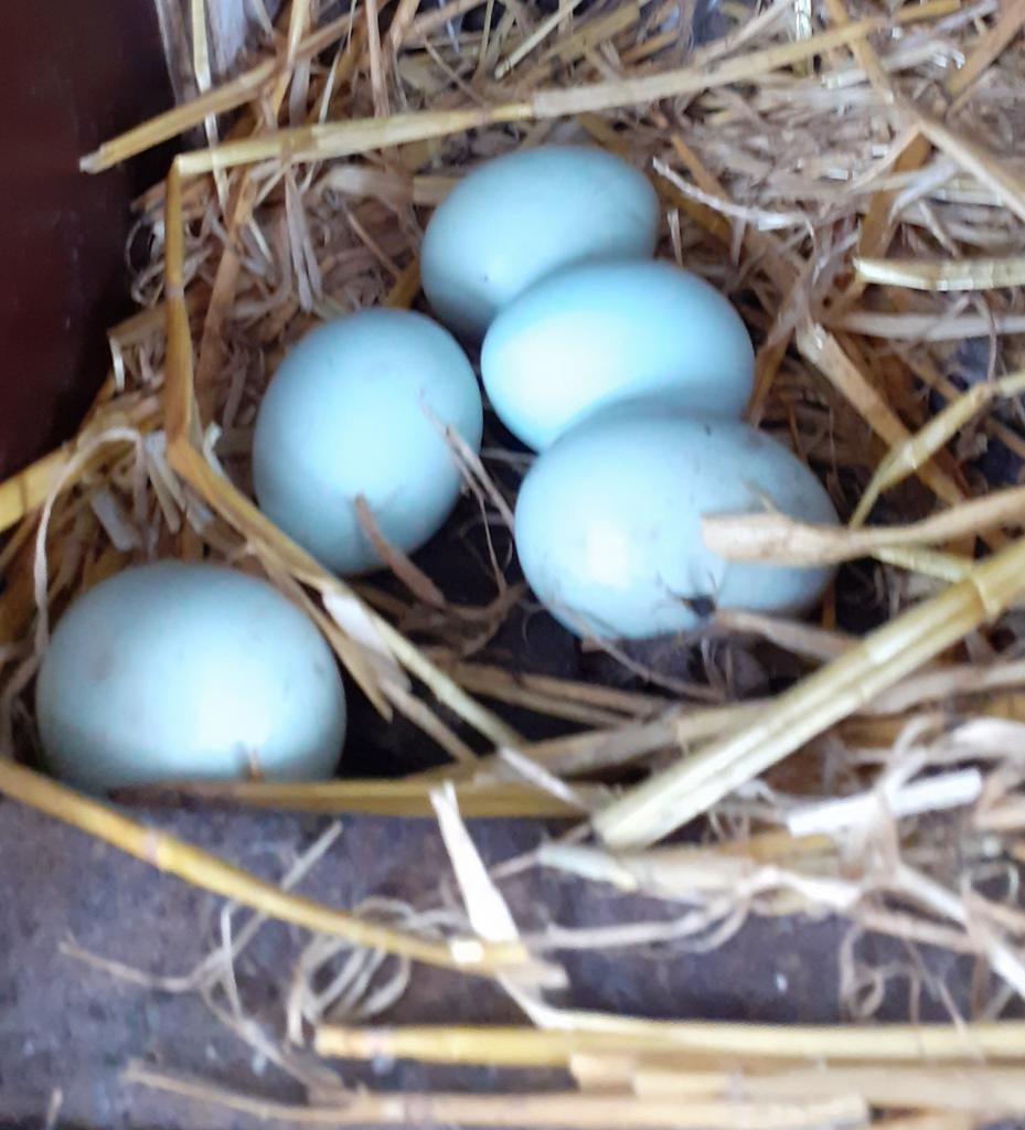 Broedeieren grn/bl.v Lavendel en witte Britse Araucana kip, Dieren en Toebehoren, Pluimvee, Geslacht onbekend, Kip