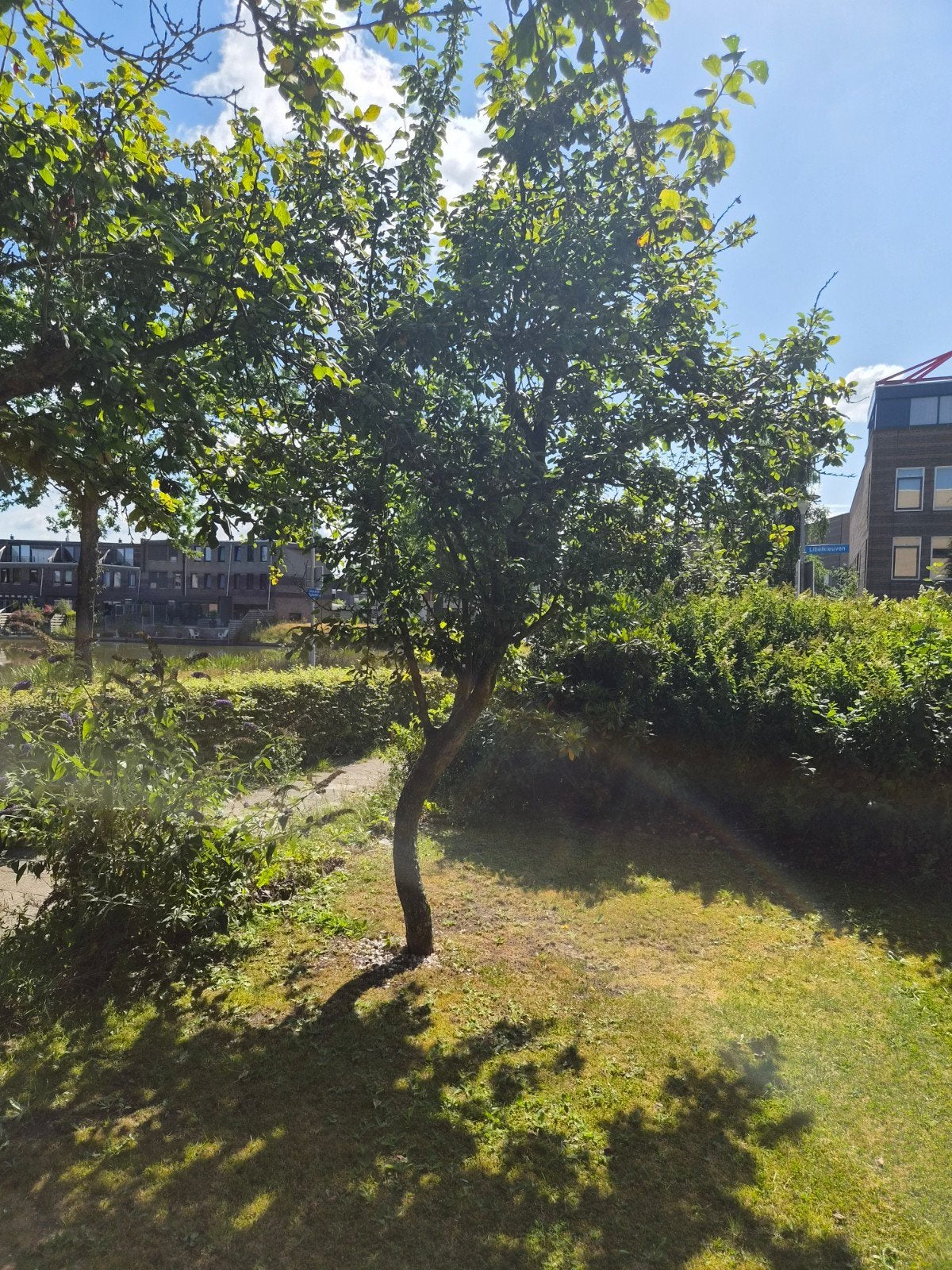 2x Prachtige pruimen boom voor uw tuin of landschap, Tuin en Terras, Overige soorten, 250 tot 400 cm, Zomer, Ophalen
