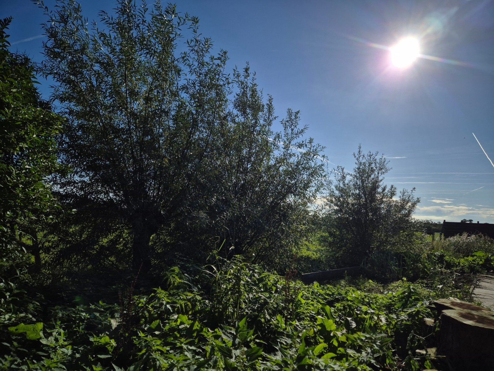 wilgentakken, Ophalen, Volle zon, Overige soorten