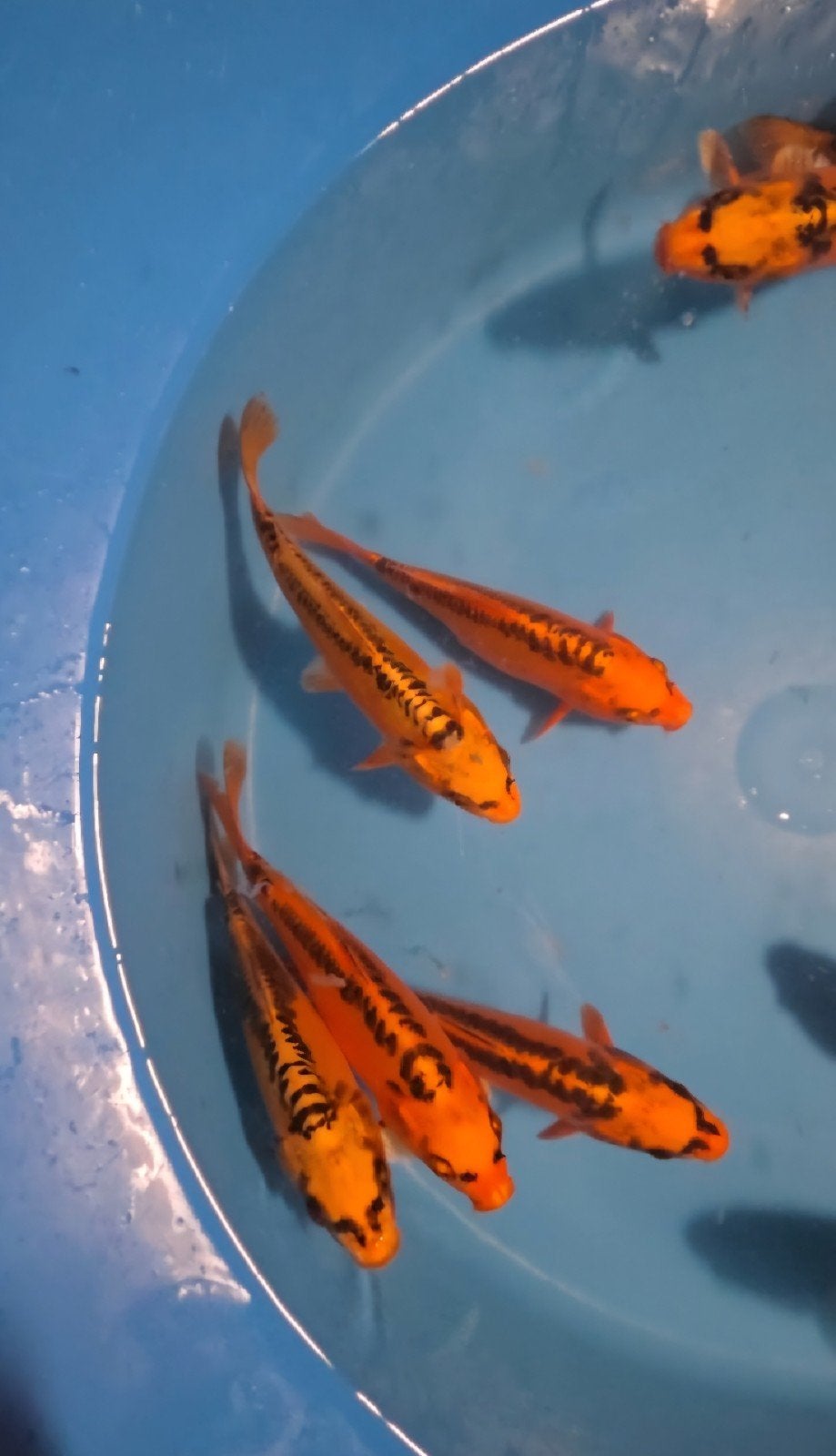 Japanse Koi, Mizuho Ogon, Tosai, 17-19cm, Dieren en Toebehoren, Karper of Koi