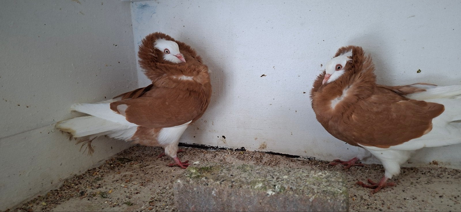 te koop sierduiven Oudhollands kapucijnen duiven gele, Meerdere dieren, Overige soorten