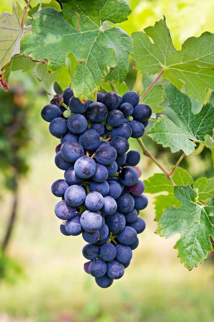 Druivenrank / "Asma yaprağı" - Vitis Vinifera (Regent), Ophalen, Overige soorten, Volle zon, 100 tot 250 cm