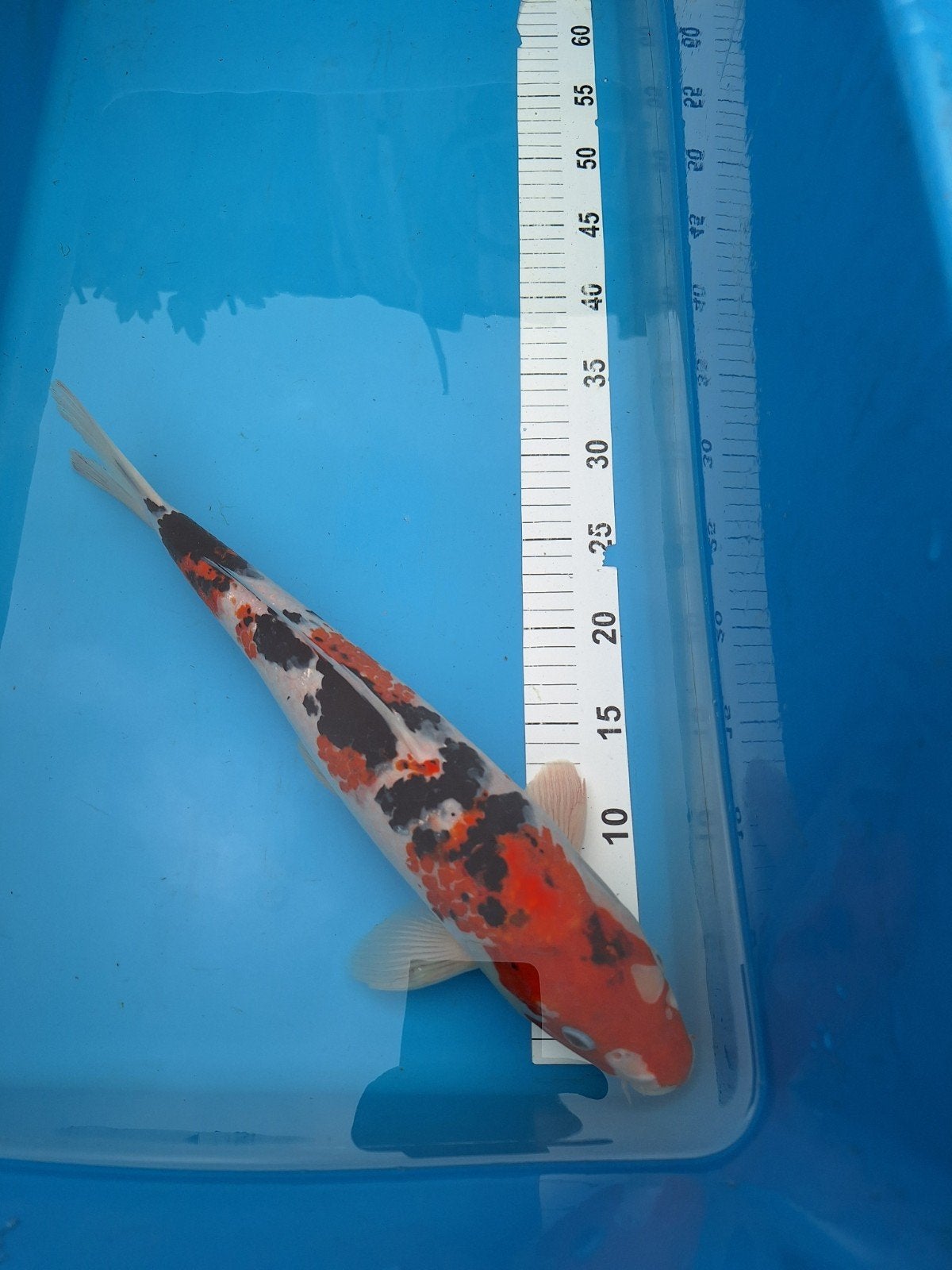 Koi karper, Dieren en Toebehoren, Karper of Koi