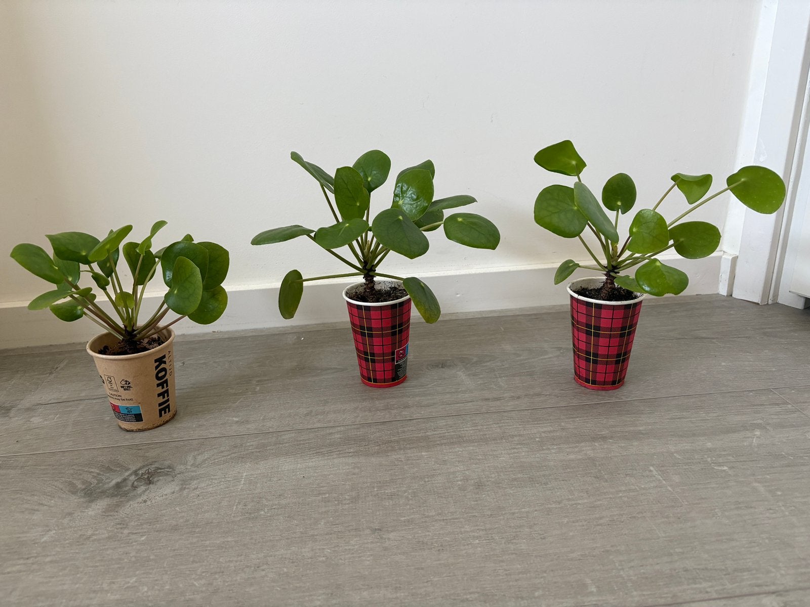 3 Pannenkoekplanten (Pilea Peperomioides) - €3,50 per stuk, Huis en Inrichting, Kamerplanten, Ophalen, Overige soorten, Halfschaduw