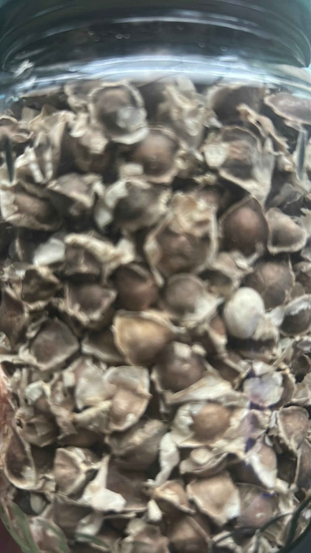Moringa  zaadjes, Ophalen of Verzenden, Eenjarig, Overige soorten, Volle zon
