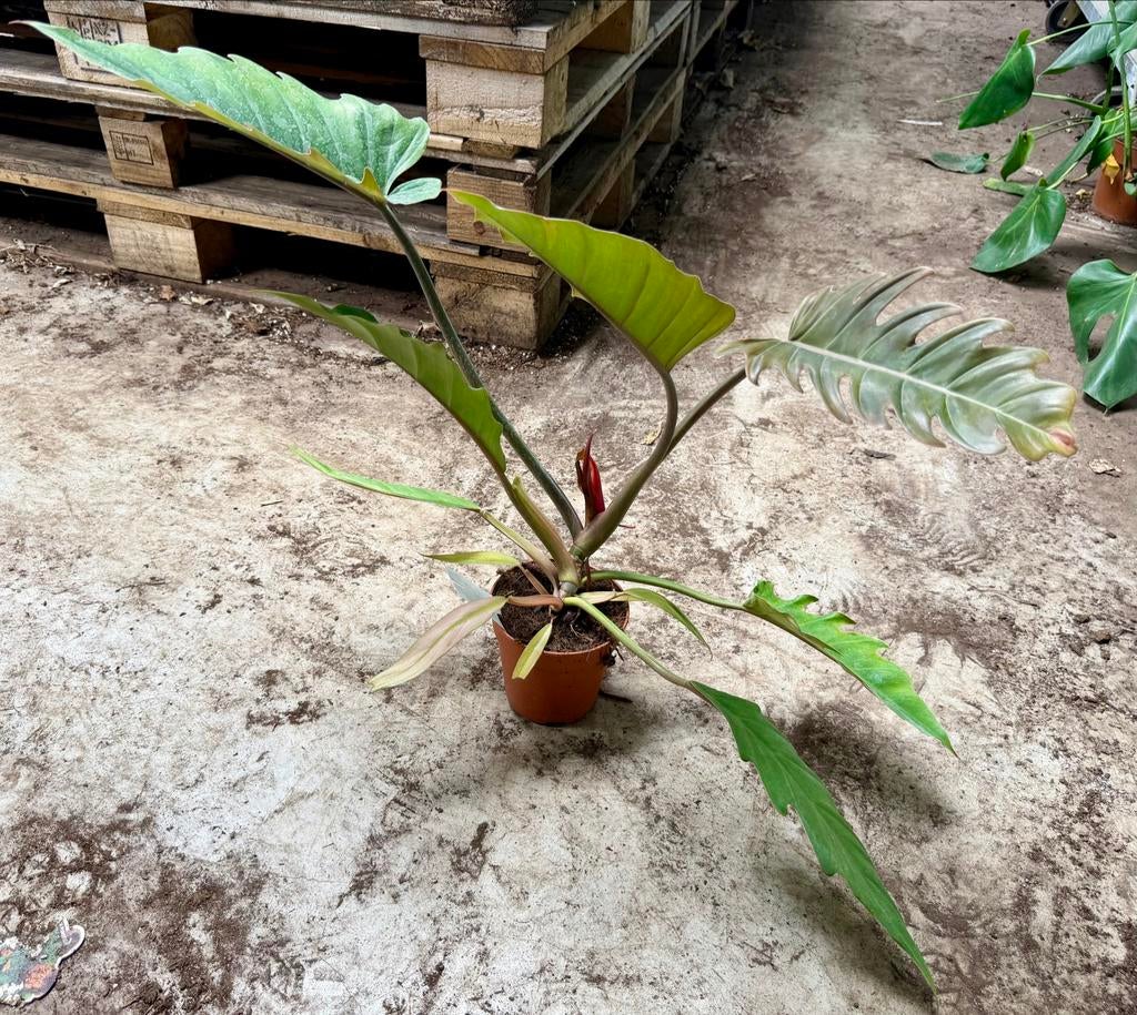 Philodendron Choco Empress p12, Overige soorten, In pot, Minder dan 100 cm, Groene kamerplant