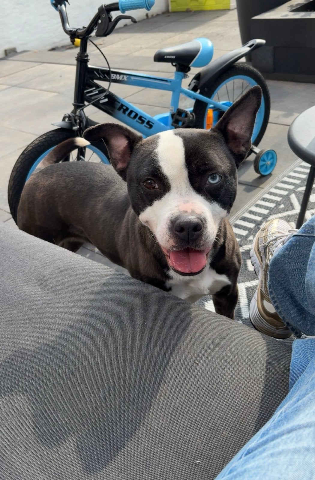 Amerikaanse Stafford, Dieren en Toebehoren, 6 jaar of ouder, Particulier, Teef, Parvo