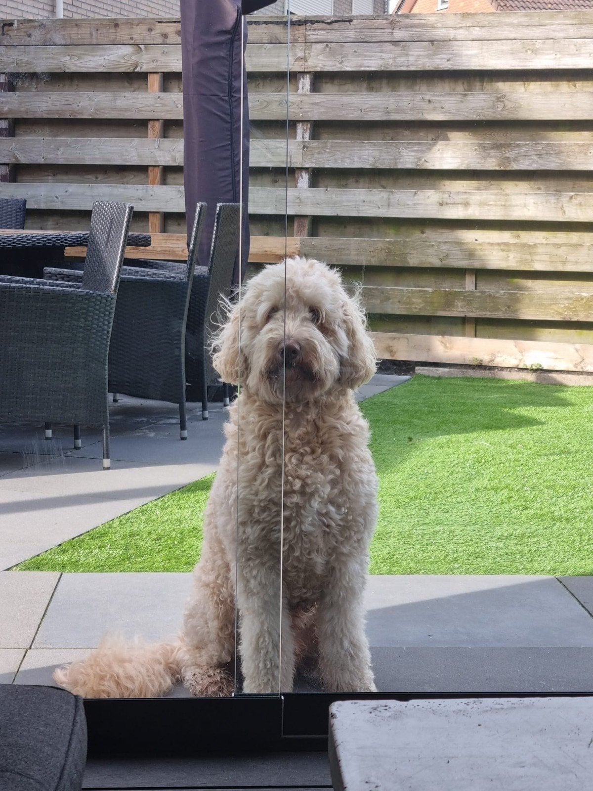Dekreu Labradoodle, 6 jaar of ouder, Reu, Parvo, Eén hond