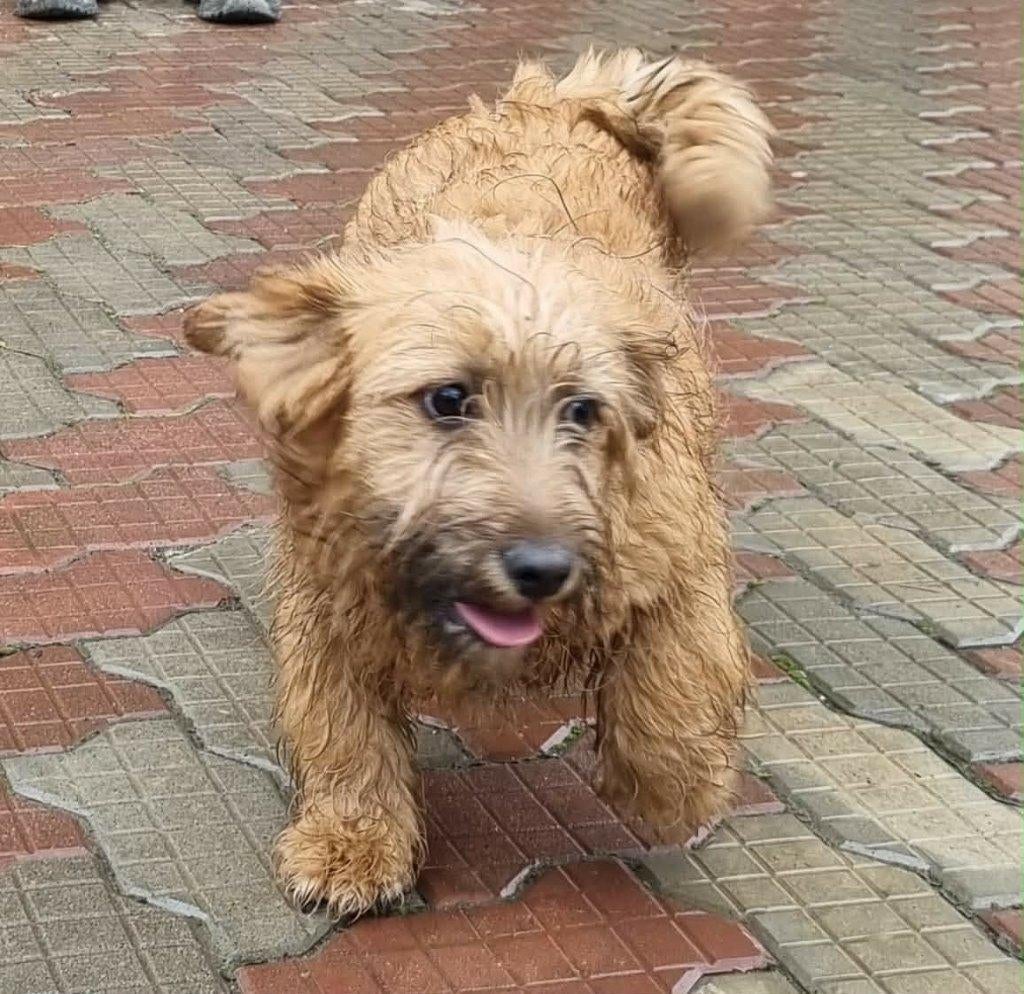 SAM, MENSGERICHT, VROLIJKE, PUP, REUTJE, KLEINE MIDDELMAAT, Dieren en Toebehoren, Honden | Niet-rashonden, Particulier, 15 weken tot 1 jaar