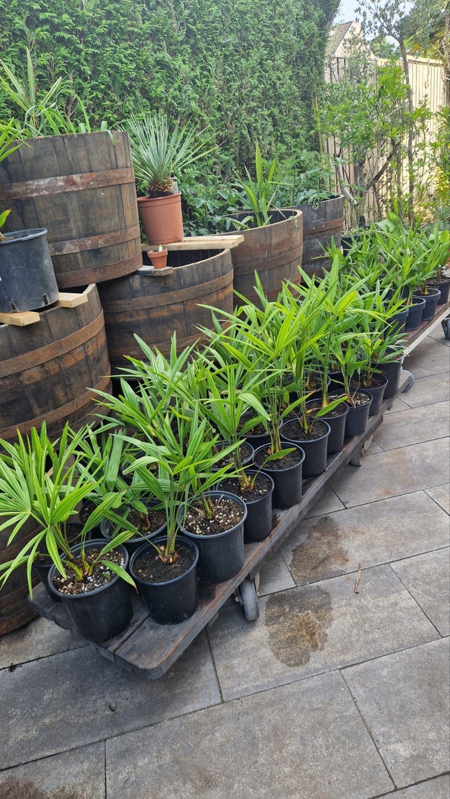Trachycarpus Fortunei  palmen -16 gr  NL buiten kweek, Volle zon, Vaste plant, Bloeit niet, Ophalen