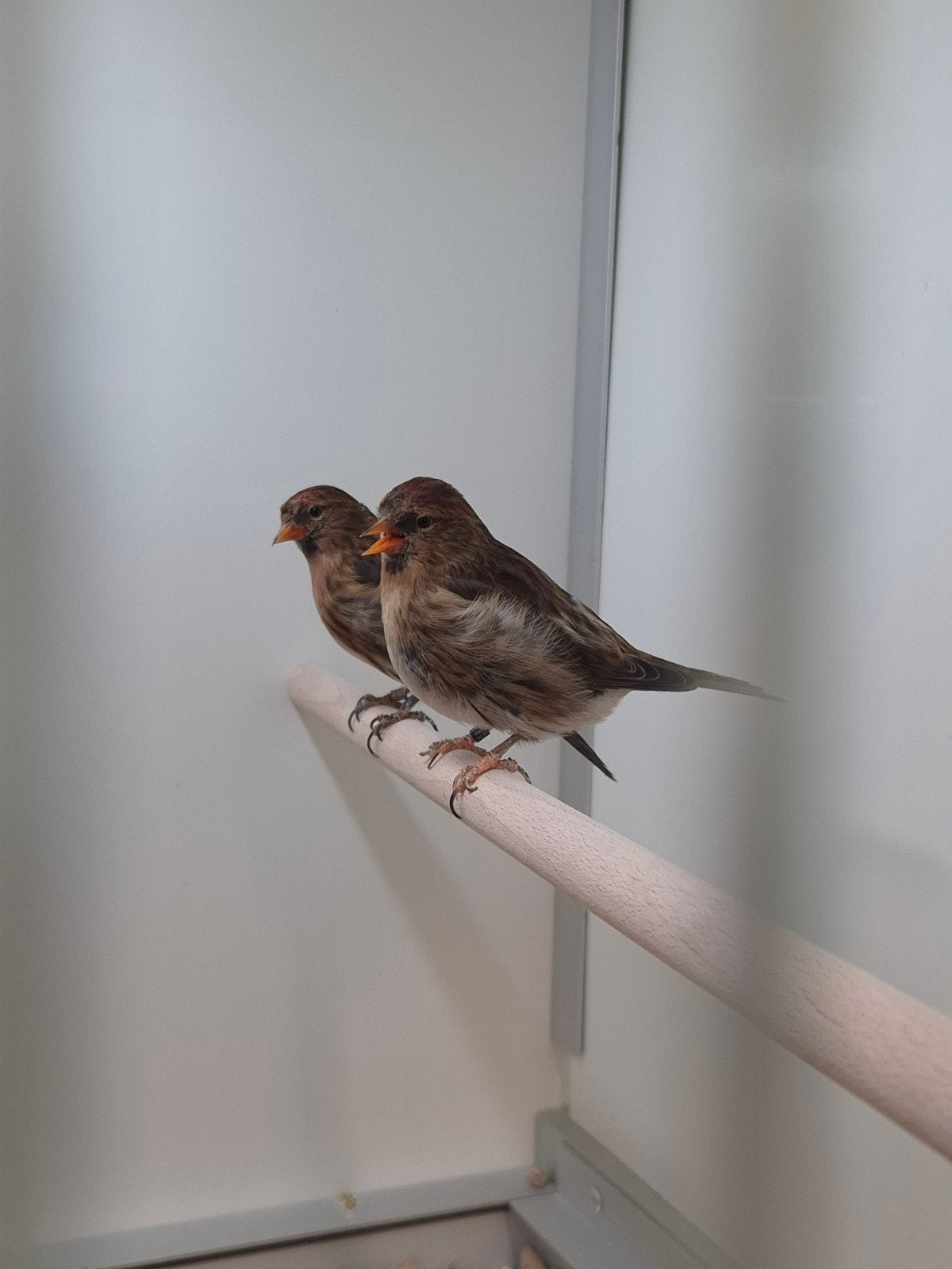 2-2 Kleine barmsijsen Wildkleur, Meerdere dieren, Wildzangvogel, Geringd