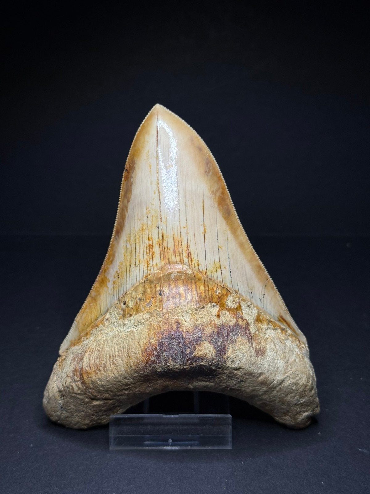 Megalodon haaientand Indonesië 12,1 cm, Verzamelen, Ophalen of Verzenden, Fossiel
