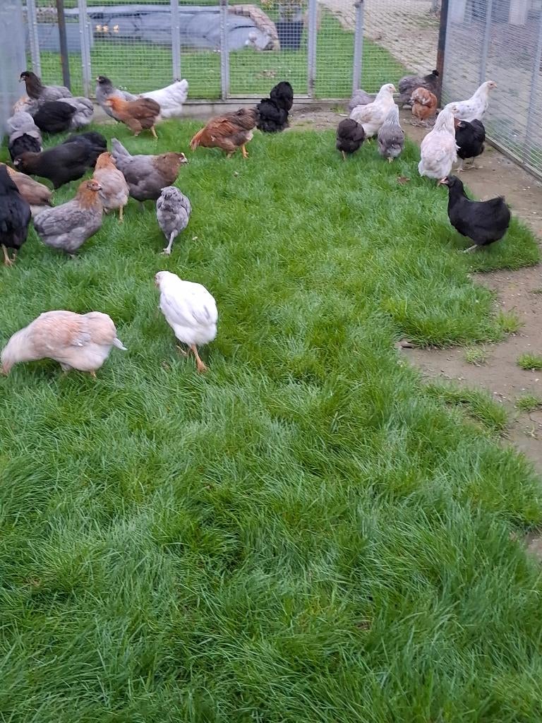 Araucana's in allerlei kleuren, Dieren en Toebehoren, Pluimvee, Kip, Vrouwelijk