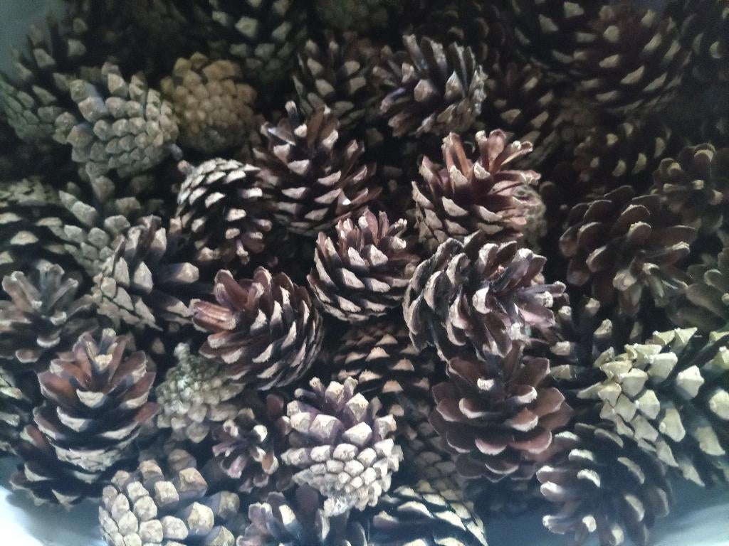 Knutsel dennenappels, Hobby en Vrije tijd, Knutselen, Ophalen of Verzenden, Nieuw