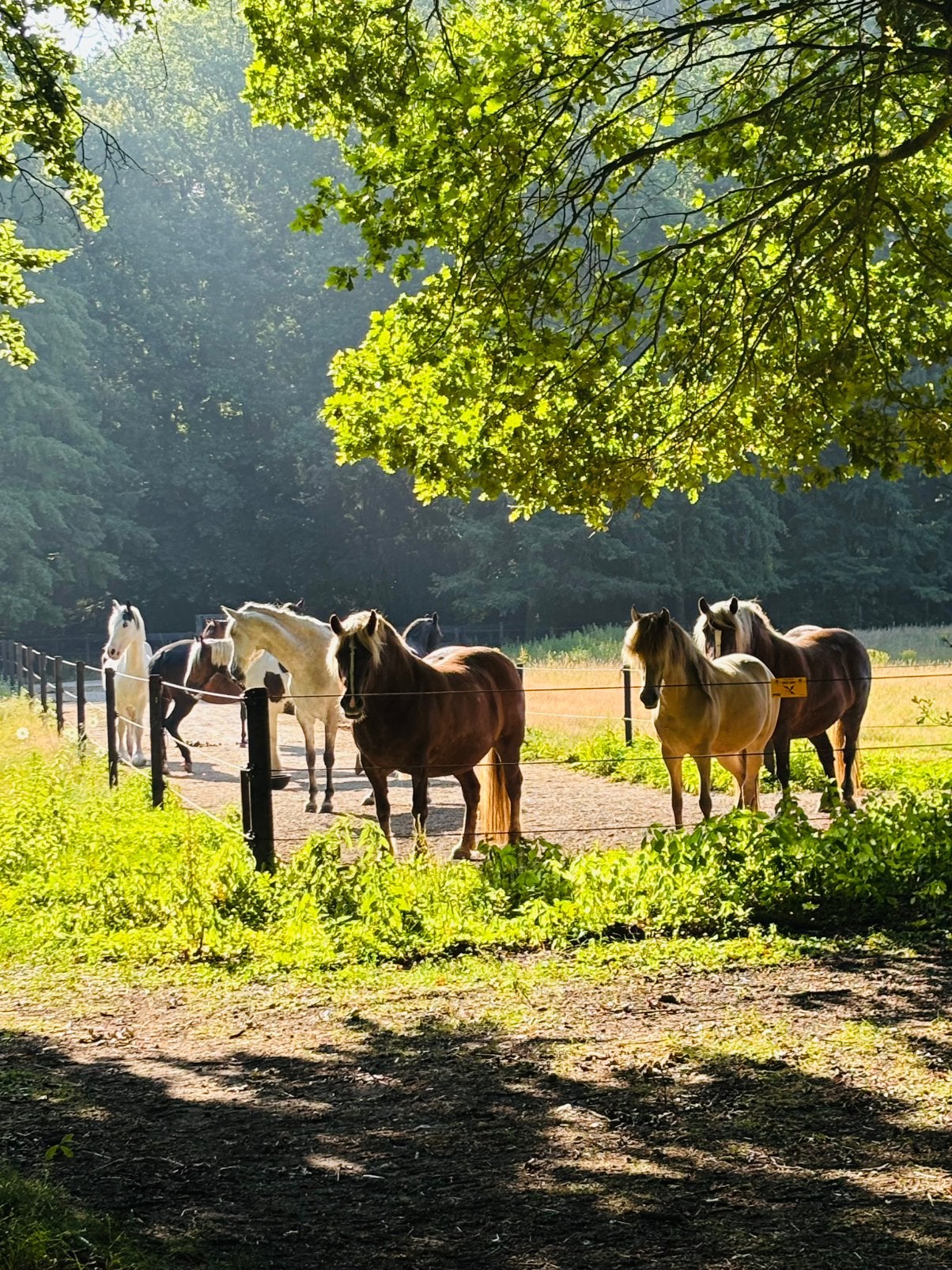 Stal de Paltzerhoeve zoekt extra stalmedewerkers(sters), Toebehoren