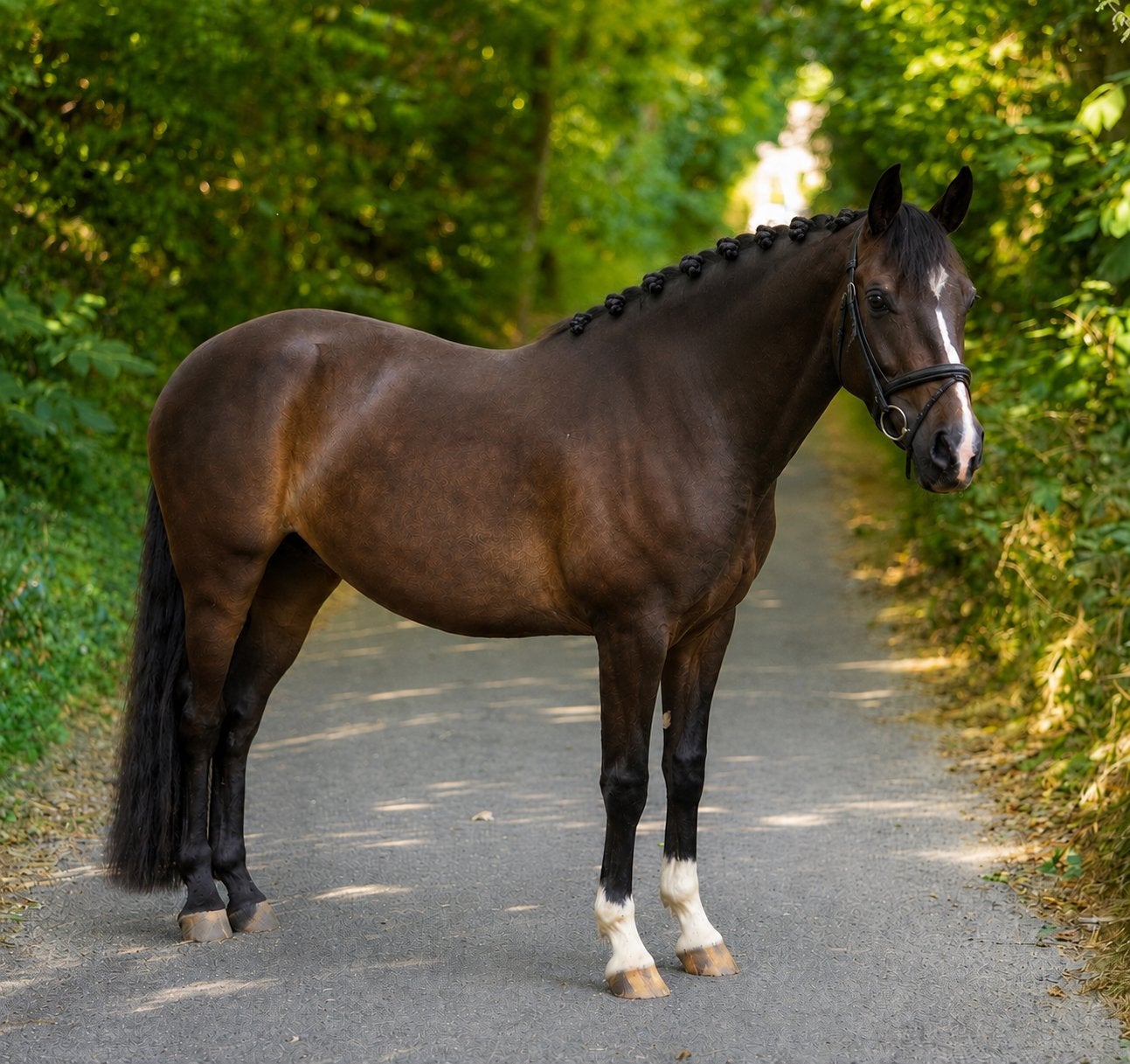 Jong getalenteerde kindvriendelijke D Welsh ruin, Dieren en Toebehoren, Pony's, Met stamboom, Ruin, Dressuurpony, Zadelmak