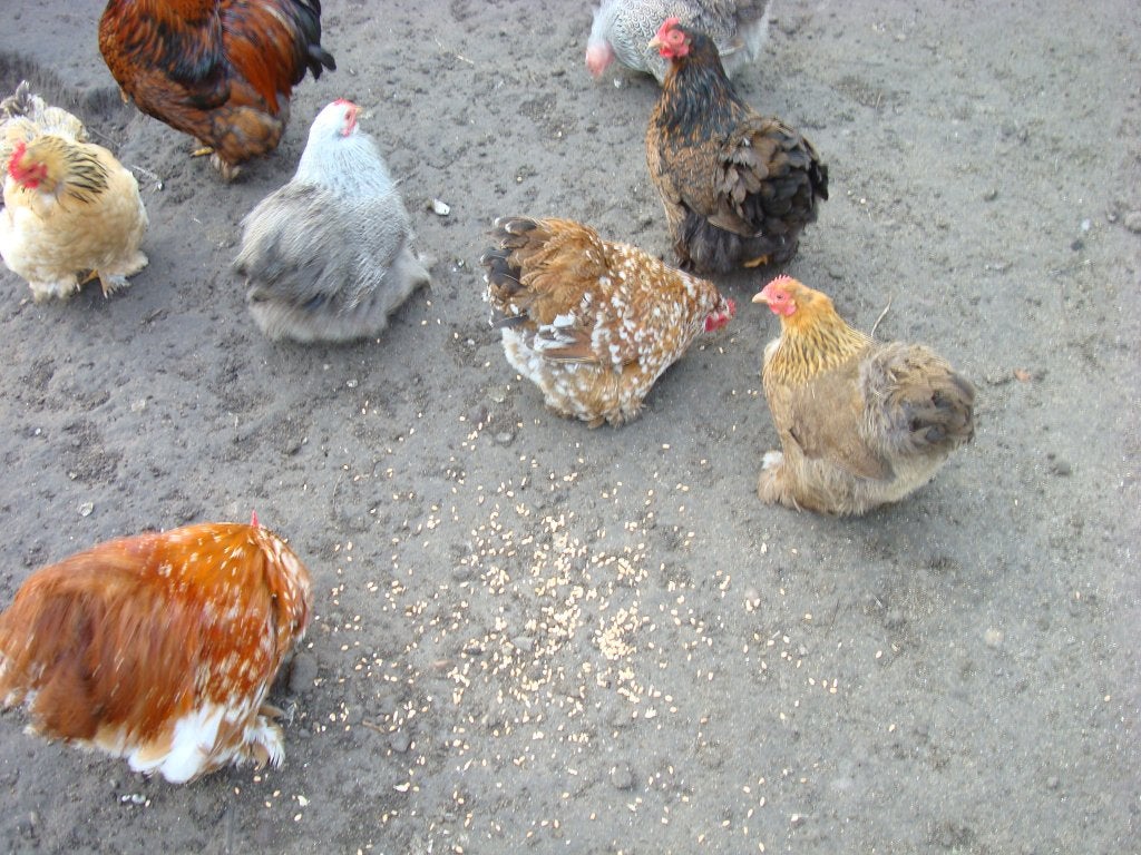 cochin kriel, Dieren en Toebehoren, Meerdere dieren, Kip