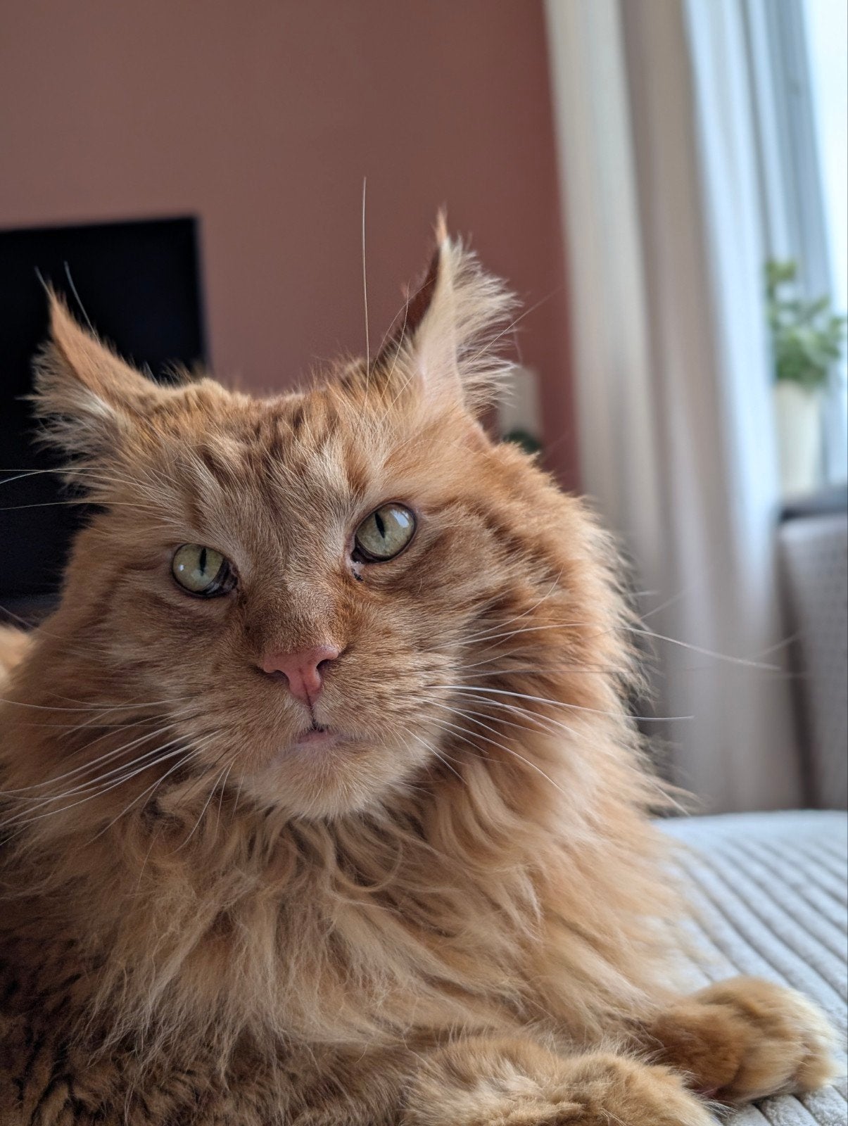 Op zoek naar een warm en liefdevol thuis voor Zara, Dieren en Toebehoren, Kater, Met stamboom, 6 jaar of ouder