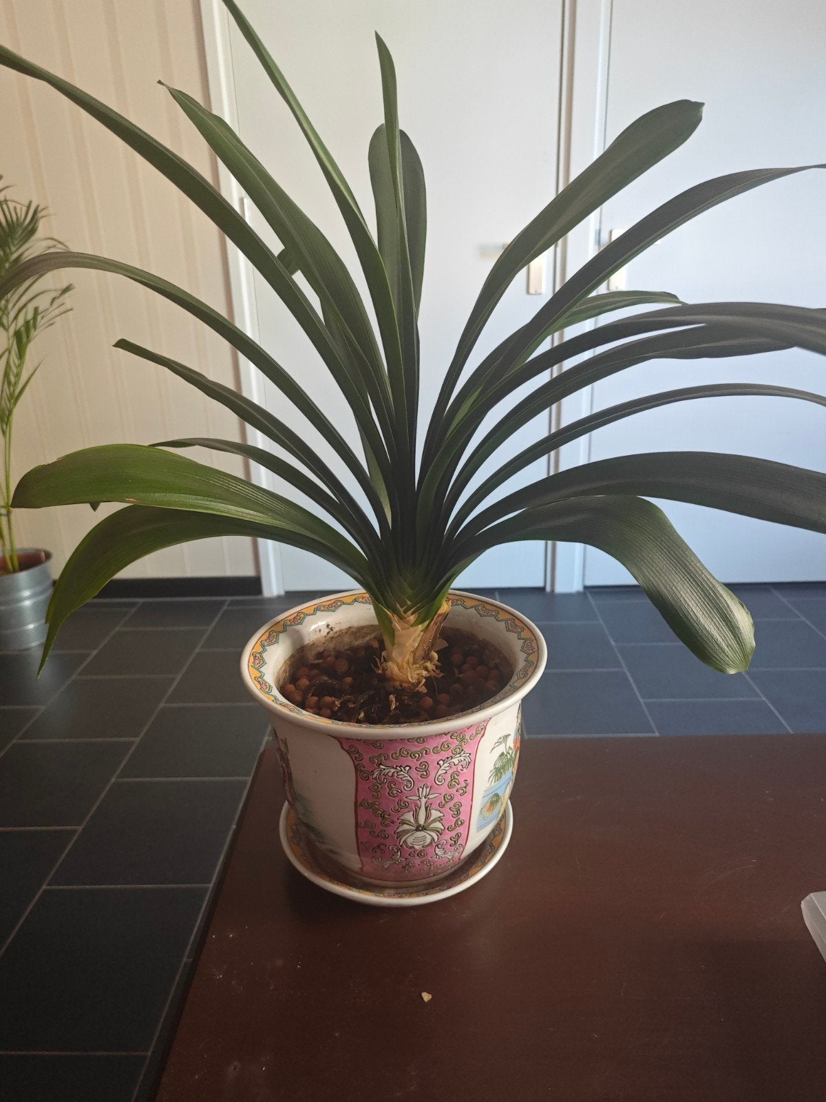 Clivia miniata -  in sierpot, Ophalen of Verzenden